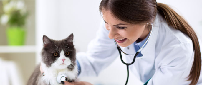 Customized Medication Opportunities for Veterinary Cardiovascular Disorders
